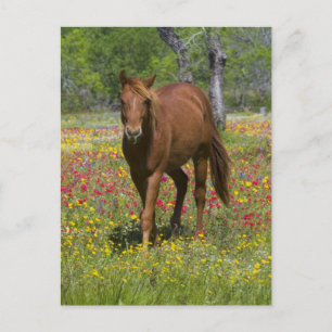 Quarter Horse in Field of Wildflowers Postcard
