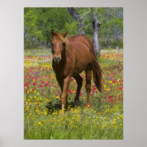 Quarter Horse in Field of Wildflowers Poster