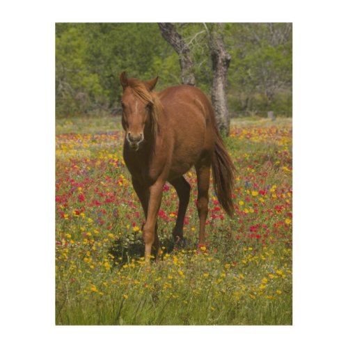 Quarter Horse in Field of Wildflowers Wood Wall Art