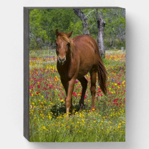 Quarter Horse in Field of Wildflowers Wooden Box Sign
