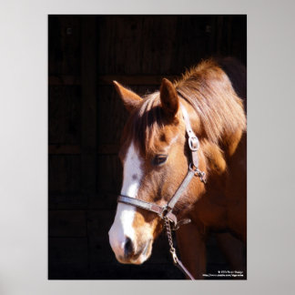 Quarter Horse Mare Large Print