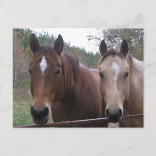Quarter Horse Postcard