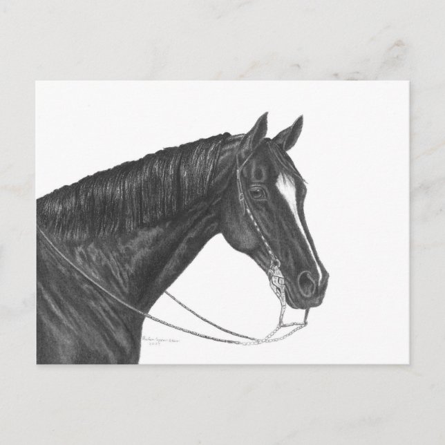 Quarter Horse Postcard (Front)