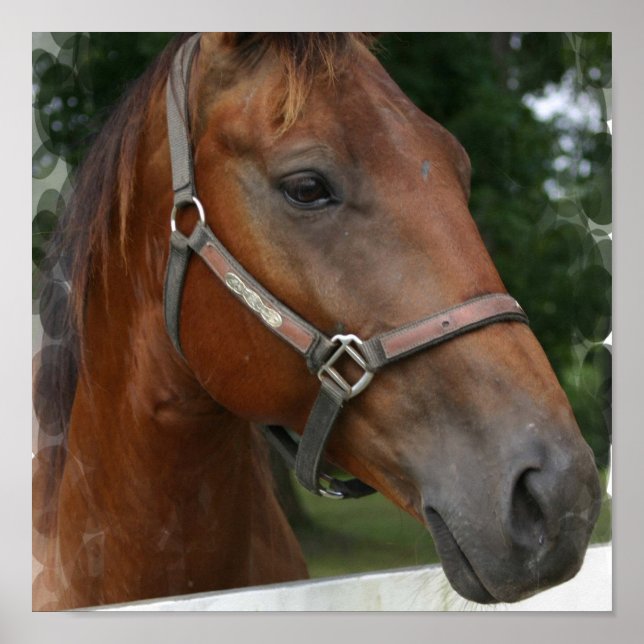 Quarter Horse Poster Print (Front)