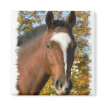 Quarter Horse Square Pin Magnet