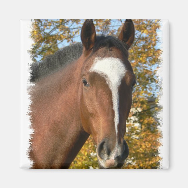 Quarter Horse Square Pin Magnet (Front)