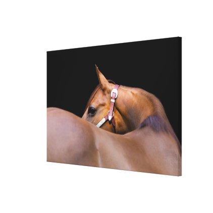 Quarter horse with black background canvas print