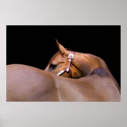 Quarter horse with black background poster