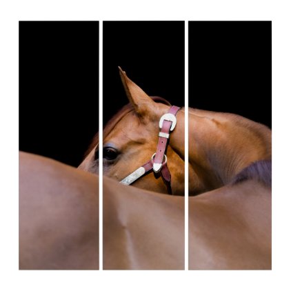 Quarter horse with black background triptych
