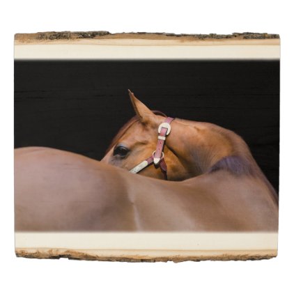 Quarter horse with black background wood panel