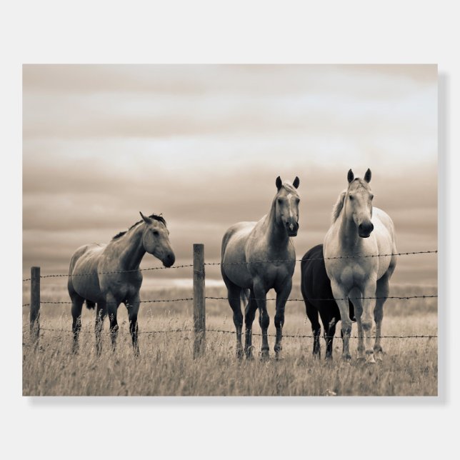 Quarter Horses On Canadian Prairie Foam Board (Front)