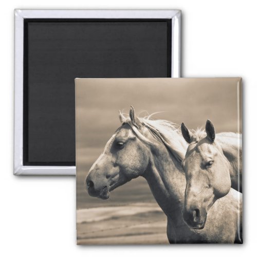 Quarter Horses On Canadian Prairie Magnet