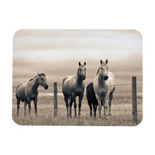 Quarter Horses On Canadian Prairie Magnet