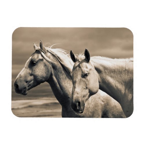 Quarter Horses On Canadian Prairie Magnet