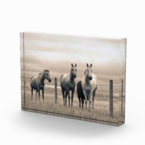 Quarter Horses On Canadian Prairie Photo Block