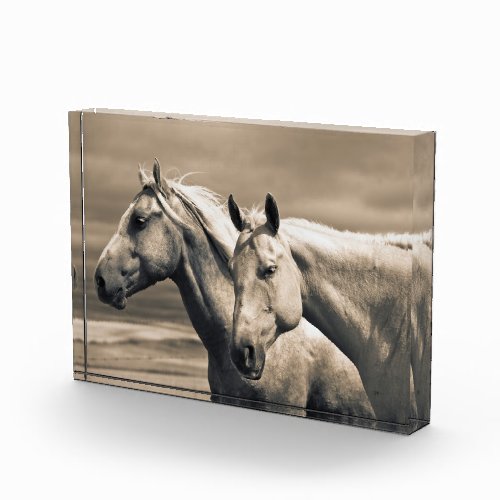 Quarter Horses On Canadian Prairie Photo Block