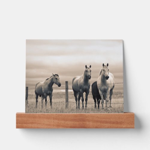 Quarter Horses On Canadian Prairie Picture Ledge