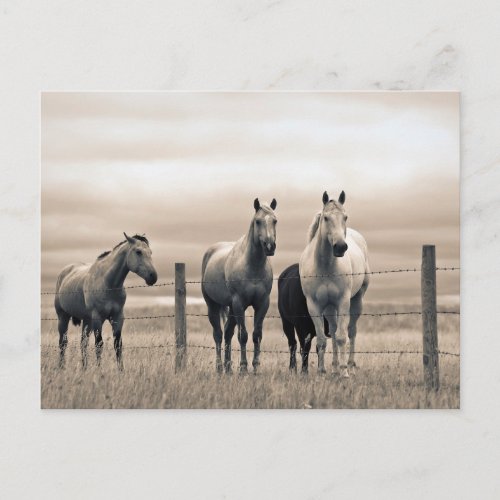 Quarter Horses On Canadian Prairie Postcard