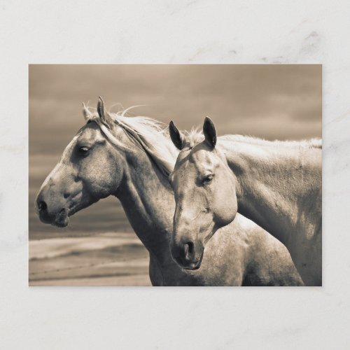 Quarter Horses On Canadian Prairie Postcard
