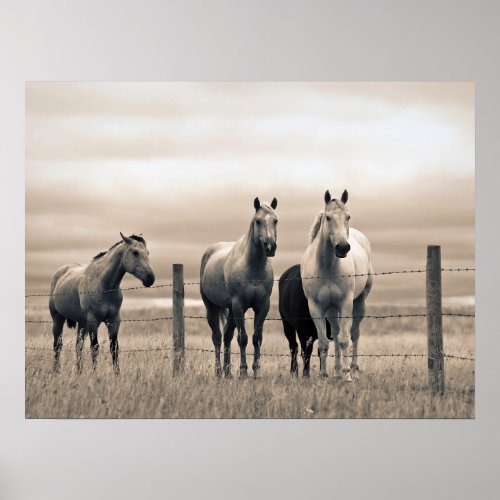 Quarter Horses On Canadian Prairie Poster