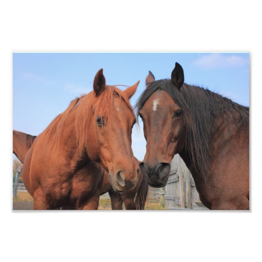 Quarter Horses Photo Print