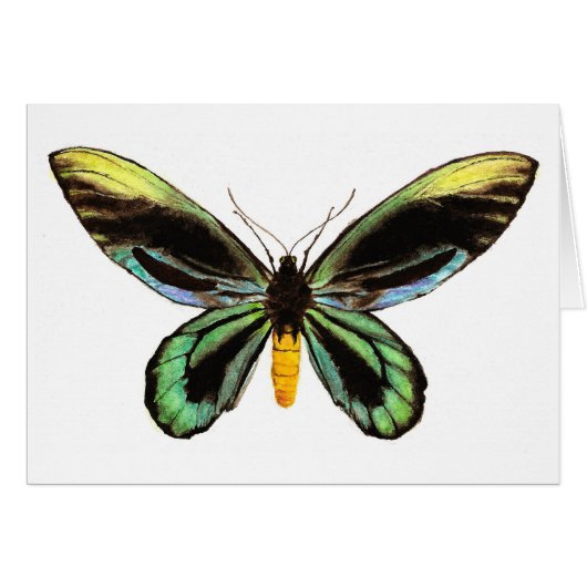 Queen Alexandra's Birdwing (Front Horizontal)