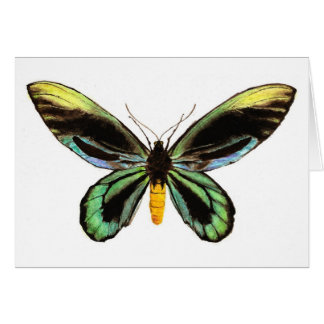 Queen Alexandra's Birdwing Cards