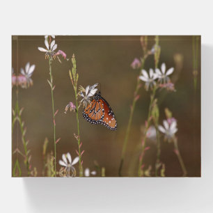 Queen and milkweed paperweight