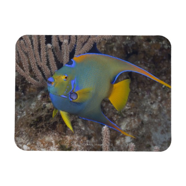 Queen Angelfish (Holacanthus ciliaris) swimming Magnet (Horizontal)