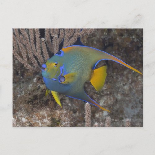 Queen Angelfish Holacanthus ciliaris swimming Postcard