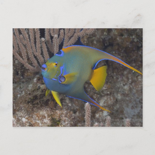 Queen Angelfish (Holacanthus ciliaris) swimming Postcard (Front)