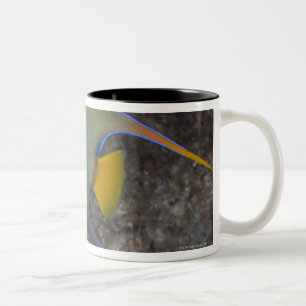 Queen Angelfish (Holacanthus ciliaris) swimming Two-Tone Coffee Mug