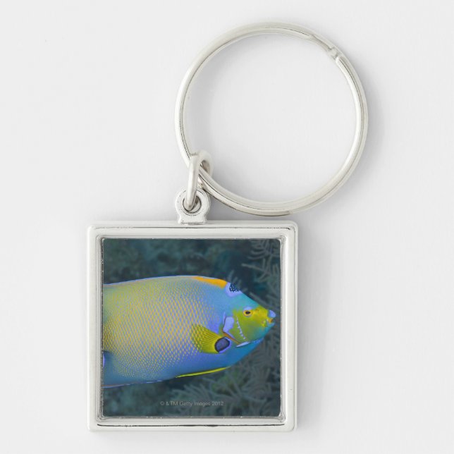 Queen Angelfish Keychain (Front)