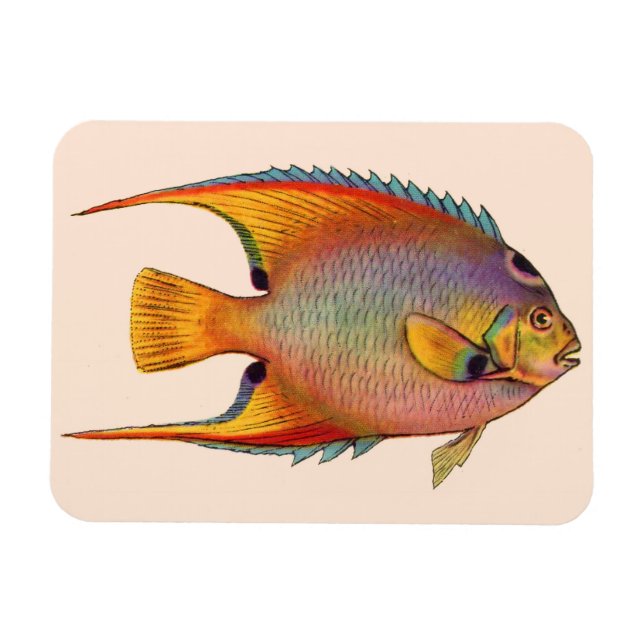 queen angelfish magnet (Horizontal)
