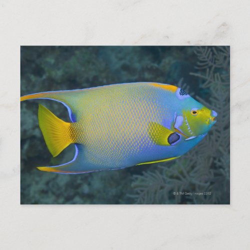 Queen Angelfish Postcard