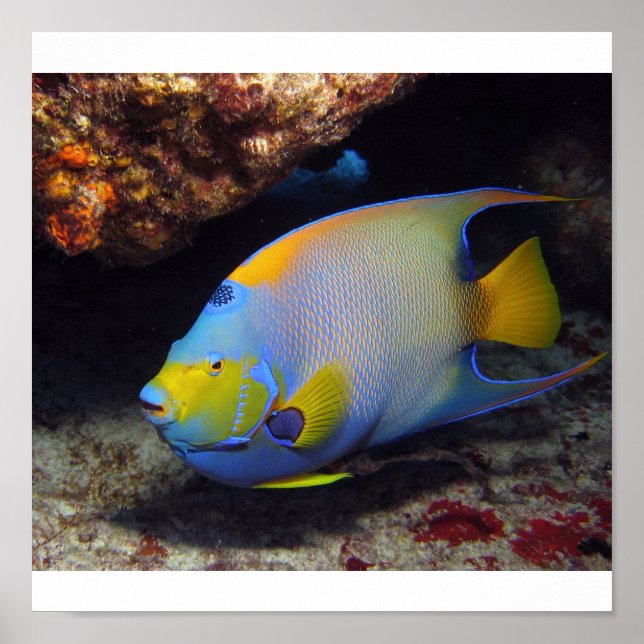 Queen Angelfish Poster (Front)