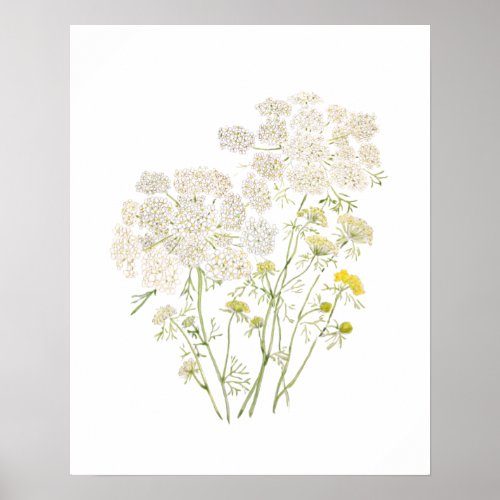 Queen Ann Lace ink and watercolor painting Poster