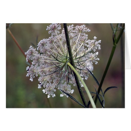 Queen Anne Lace Cards (Front Horizontal)