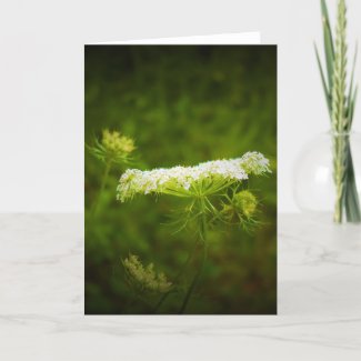 Queen Anne’s Lace, card