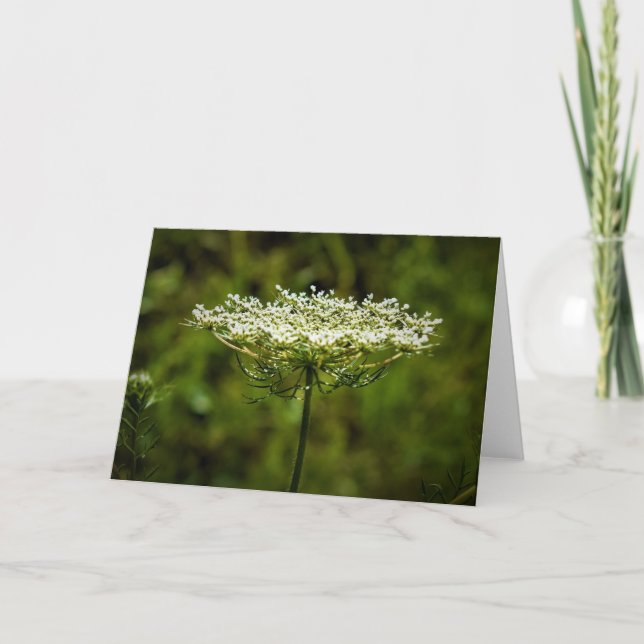 Queen Anne’s Lace, card (Front)