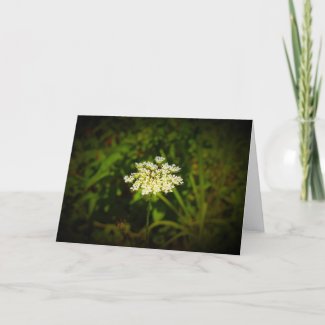 Queen Anne’s Lace, card