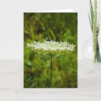 Queen Anne’s Lace, card
