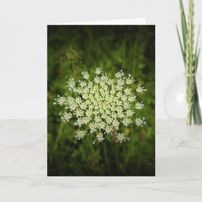Queen Anne’s Lace, card (Front)