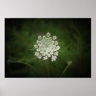Queen Anne’s Lace,  Poster