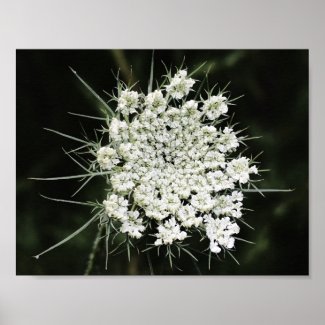 Queen Anne’s Lace, Poster