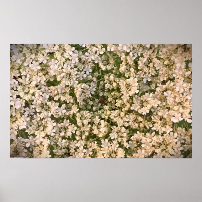 Queen Anne’s Lace, Poster (Front)