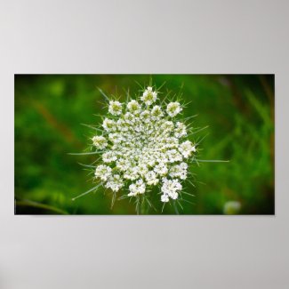 Queen Anne’s Lace, Poster