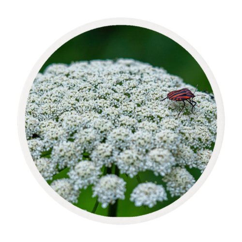 Queen Anneâs Lace White Wild Carrot Flower  Edible Frosting Rounds