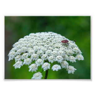 Queen Anne’s Lace White Wild Carrot Flower Photo Print
