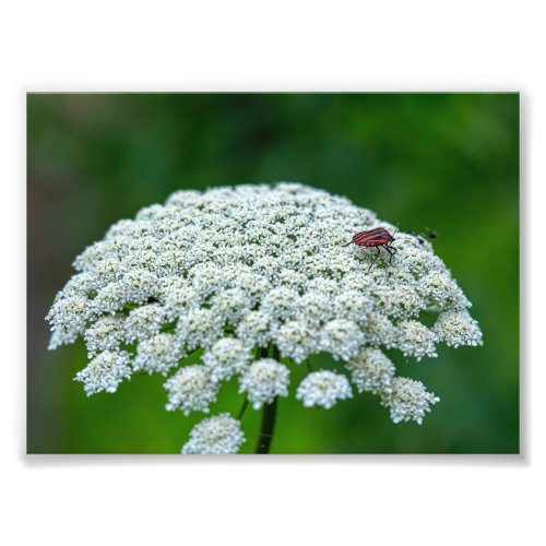 Queen Annes Lace White Wild Carrot Flower Photo Print